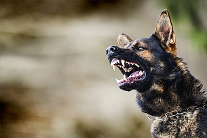 german shepard dog bears teeth