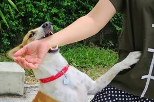 dog biting owner arm